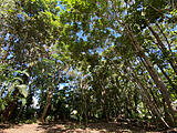 BIG SHADY BLOCK WITH A STURDY 3 BAY SHED